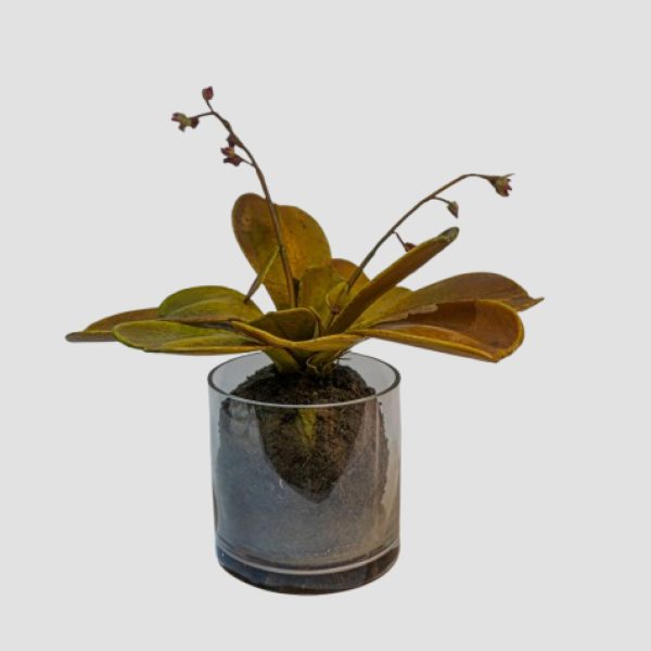 Mini Artificial Plant Cinglan